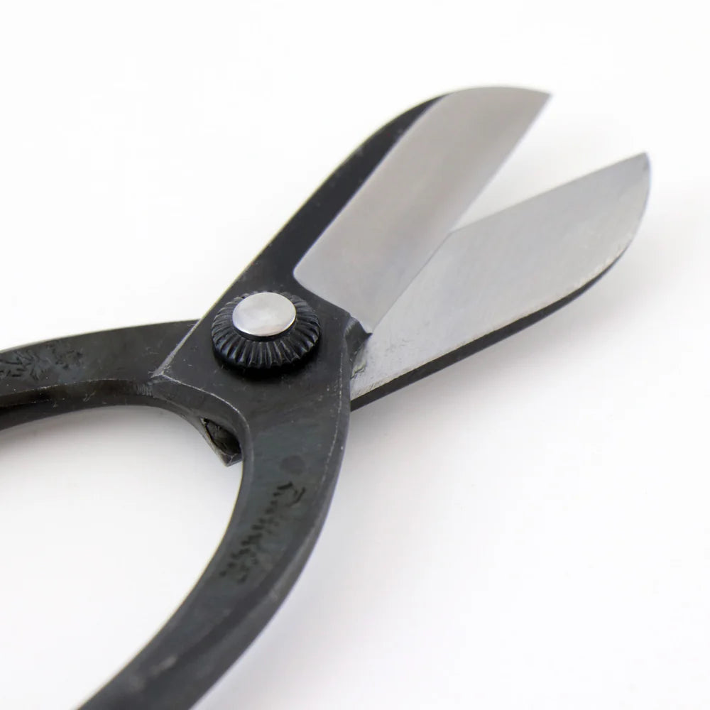 T8 Warabi Scissors
