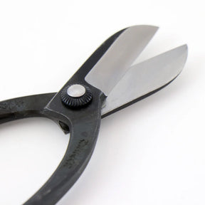 T8 Warabi Scissors