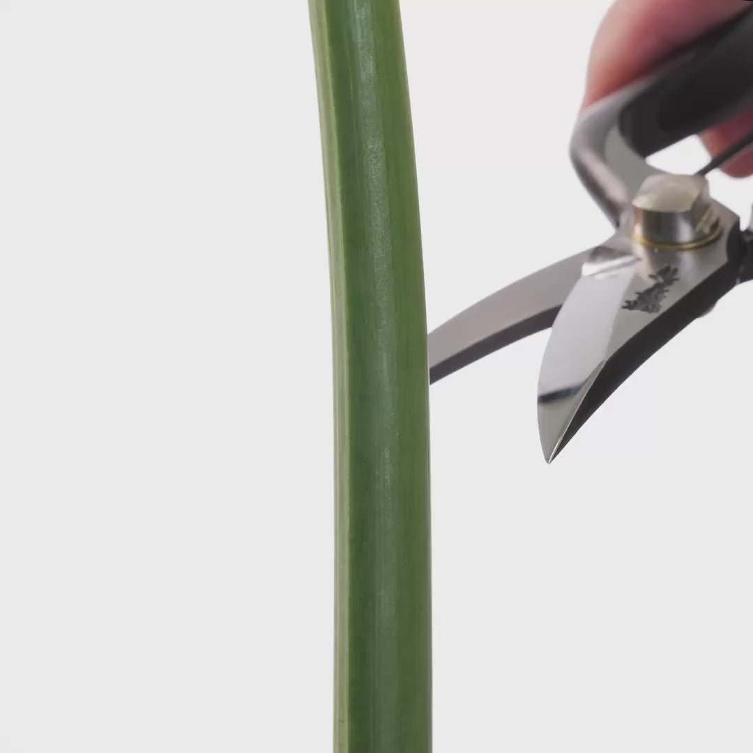 T102 Pruning Shears, Multi-Purpose - Walnut Wood Grip